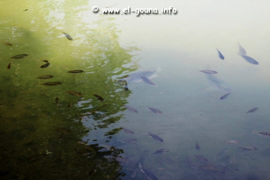 El Gouna Fishfarm 3693